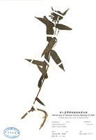 藏品(阿里山忍冬)的圖片